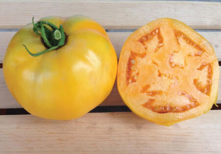 meaty interior great for Tomato J Golden Jubilee Tomato 30-300 Seeds Low Acid meaty interior great for Tomato J Golden Jubilee Tomato 30-300 Seeds Low Acid